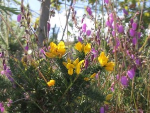 野花视频高清免费观看下载安装，海量视频资源，无广告骚扰，畅享视觉盛宴